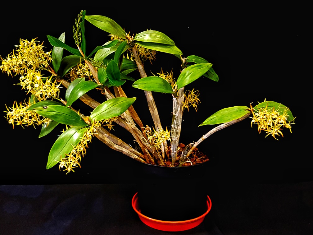 Dendrobium hybrid