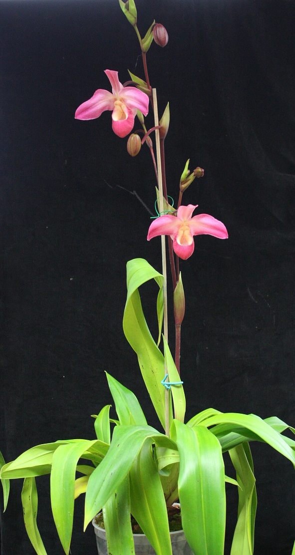 Phragmipedium Peruflora's spirit