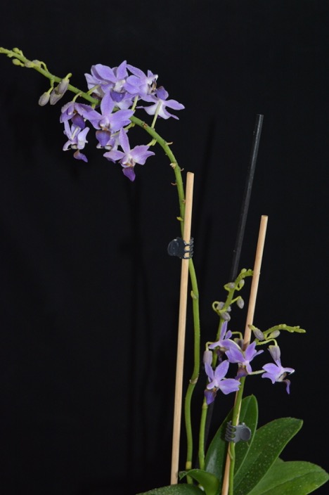 Doritaenopsis Purple Gem