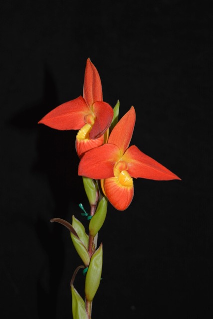 Phragmipedium Don Wimber