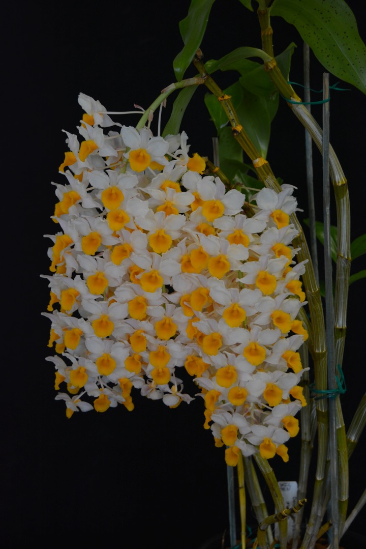 Dendrobium thyrsiflorum
