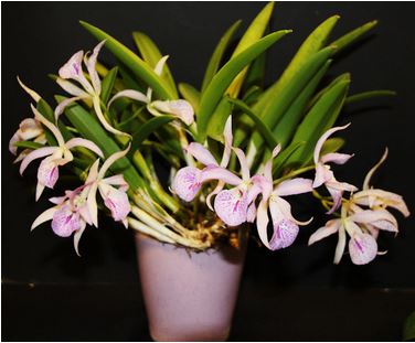 Cattleya Maikai Mayumi