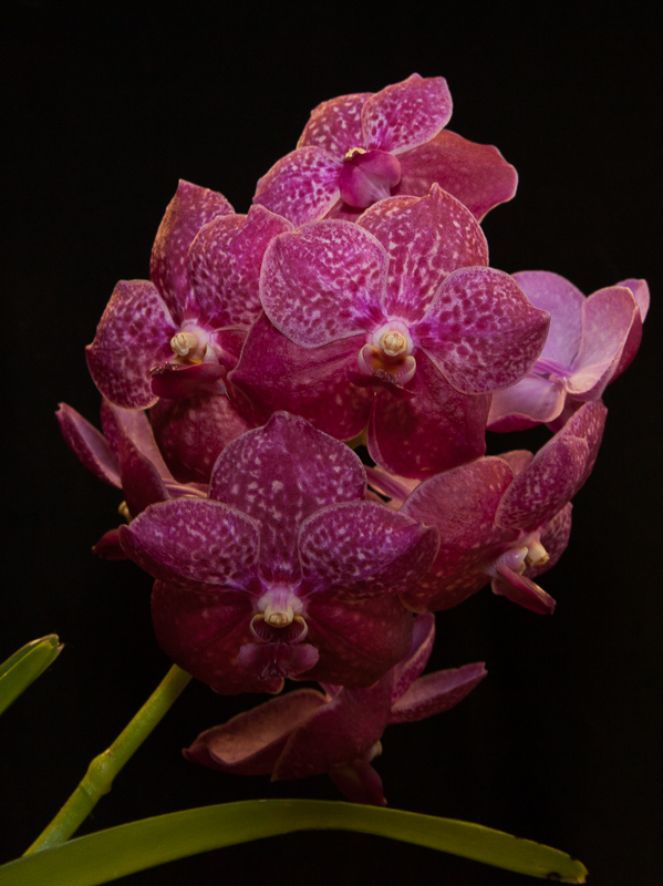 Vanda Leu x Cha x Nemee