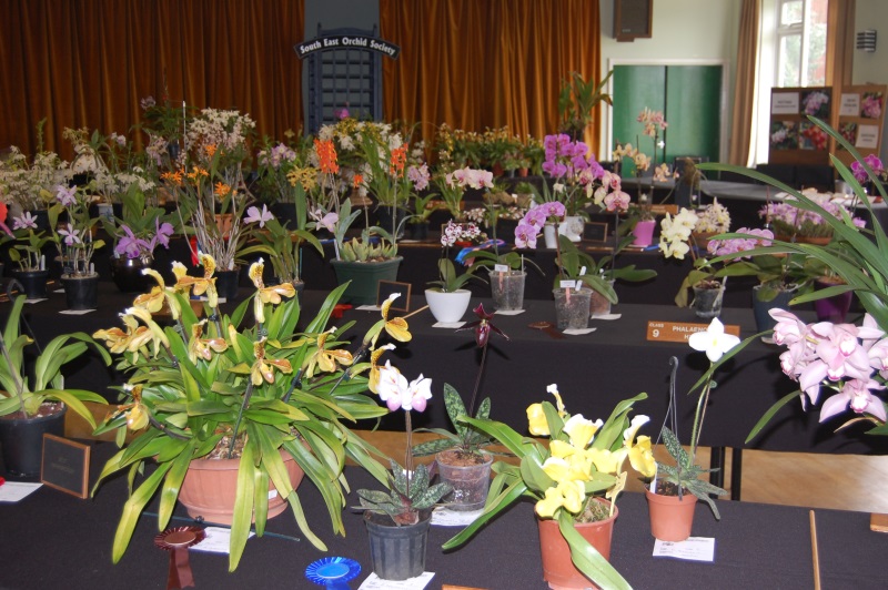Autumn Show South East Orchid Society