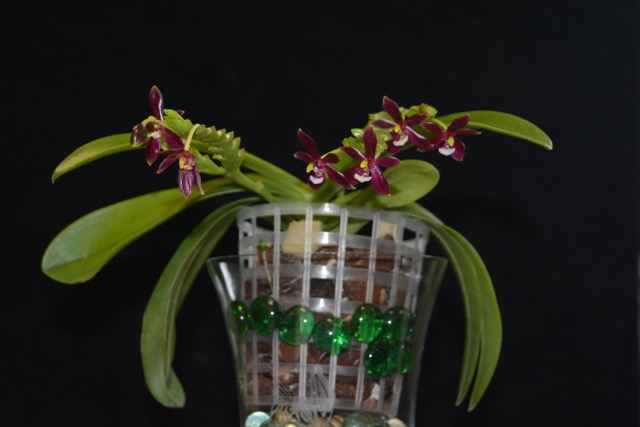 Phalaenopsis cornu-cervi 