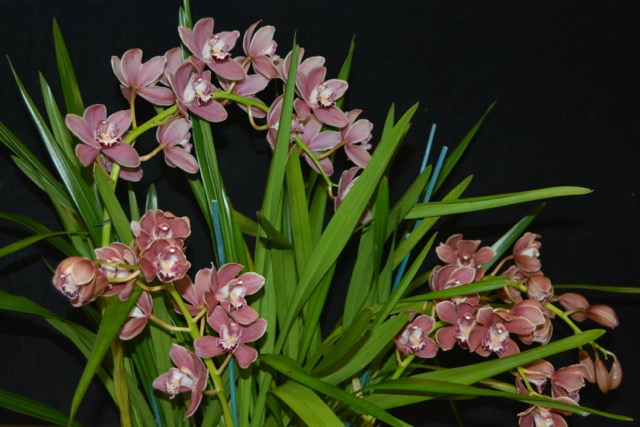 Cymbidium hybrid