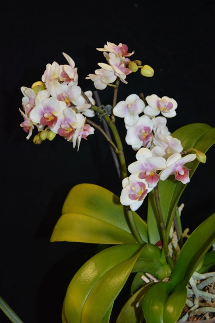 Phalaenopsis hybrid