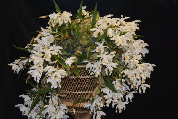 Coelogyne cristata