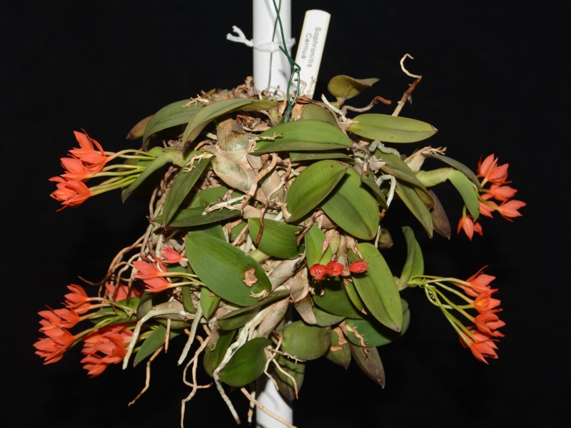 Sophronitis cernua