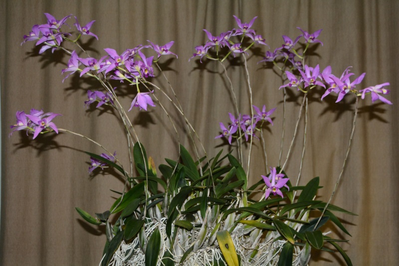 Laelia anceps