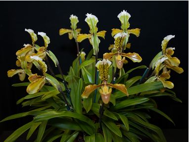 Paphiopedilum insigne 