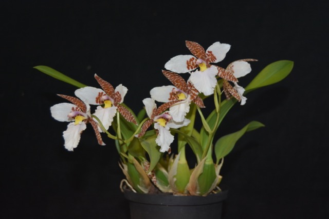  Rhynchostele rossii