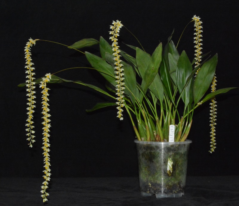 Dendrochilum cobbianum