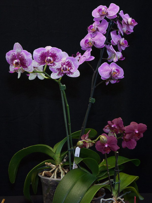 A group of three Phalaenopsis hybrids