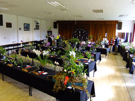 Spring Show South East Orchid Society 2013