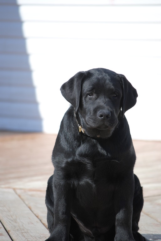 Thor Été 2010