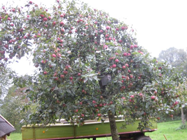 Ein gut gepflegter Apfelbaum trägt viele schöne Früchte