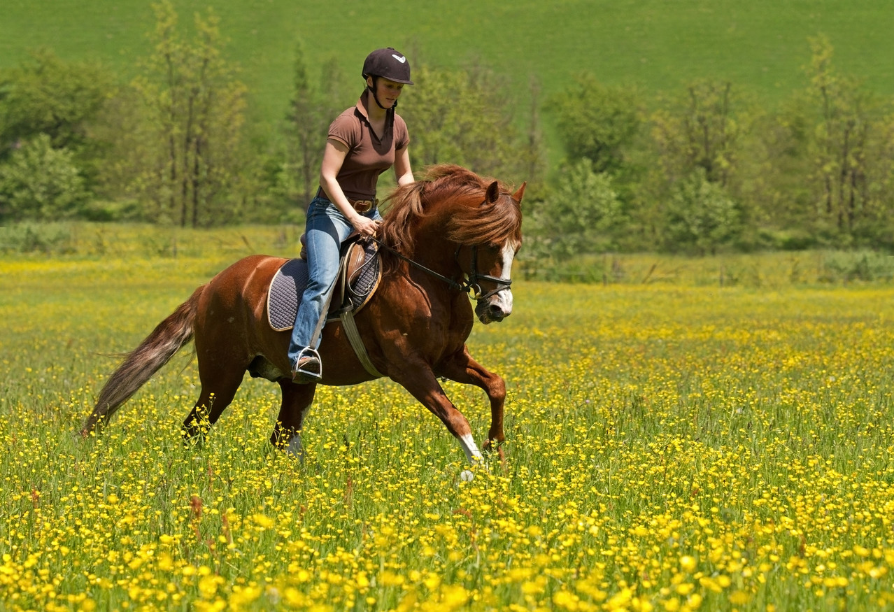Reiten - RFV Hardterwald