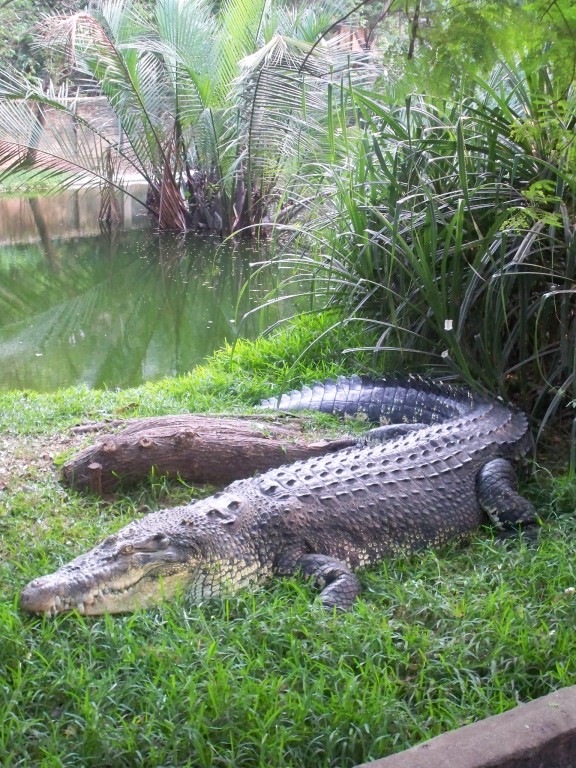 Mahabalipuram, Vadanemmeli, Crocodile-Farm