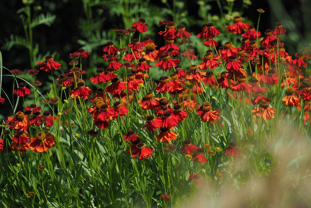 Gartenblick 2021