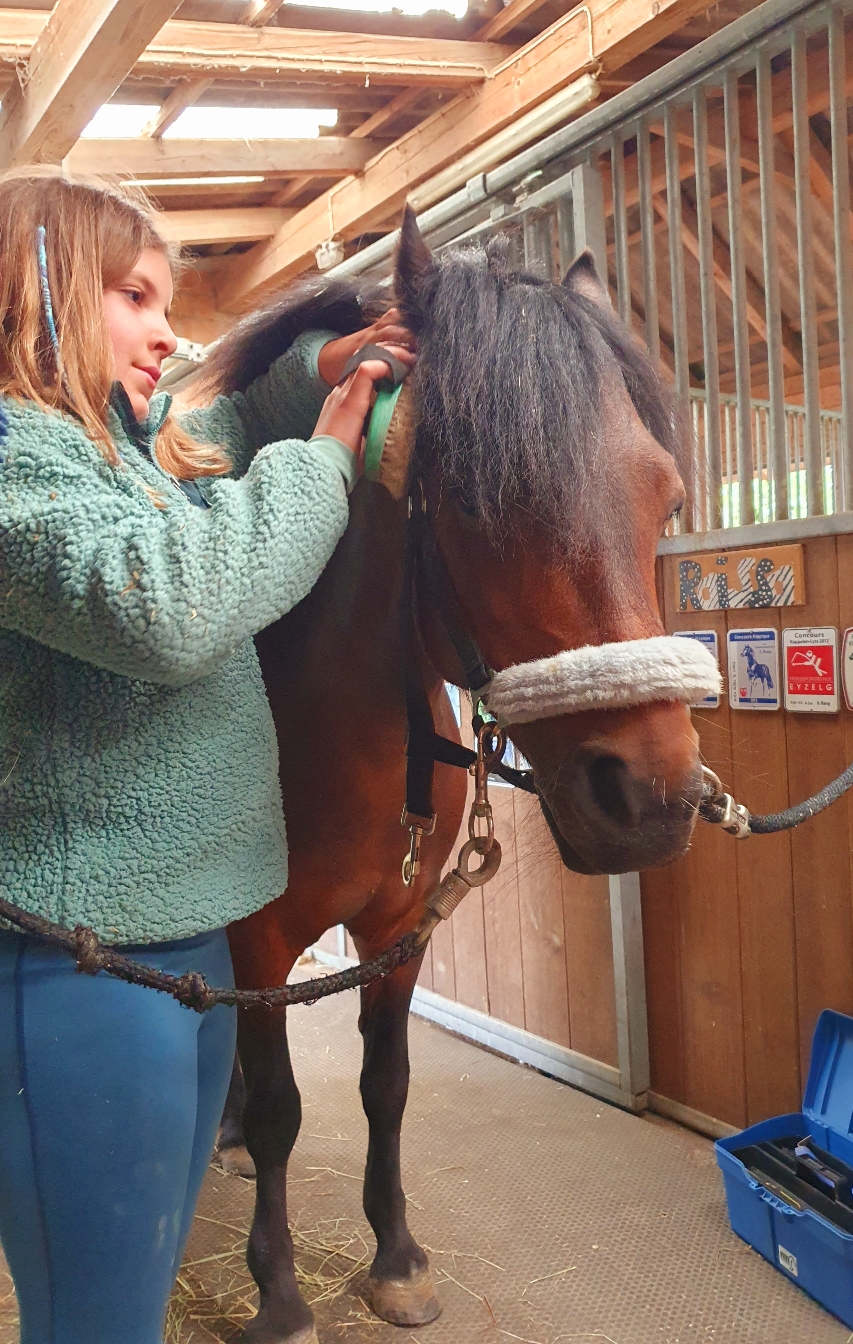 Ponys pflegen