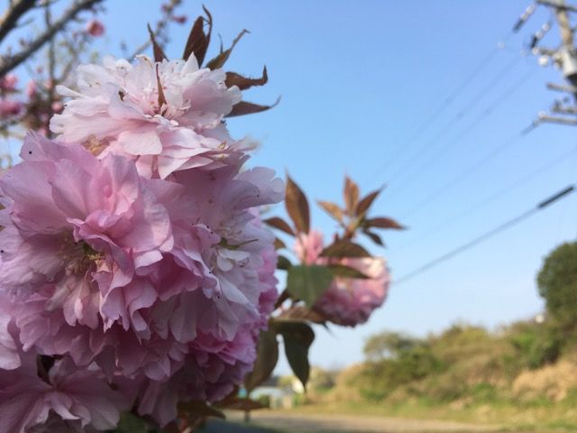 桜