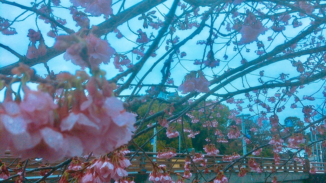 掛川城の掛川桜がほぼ満開です お花見にオススメ 掛川市 浜松市の結婚相談所リングマリッジ