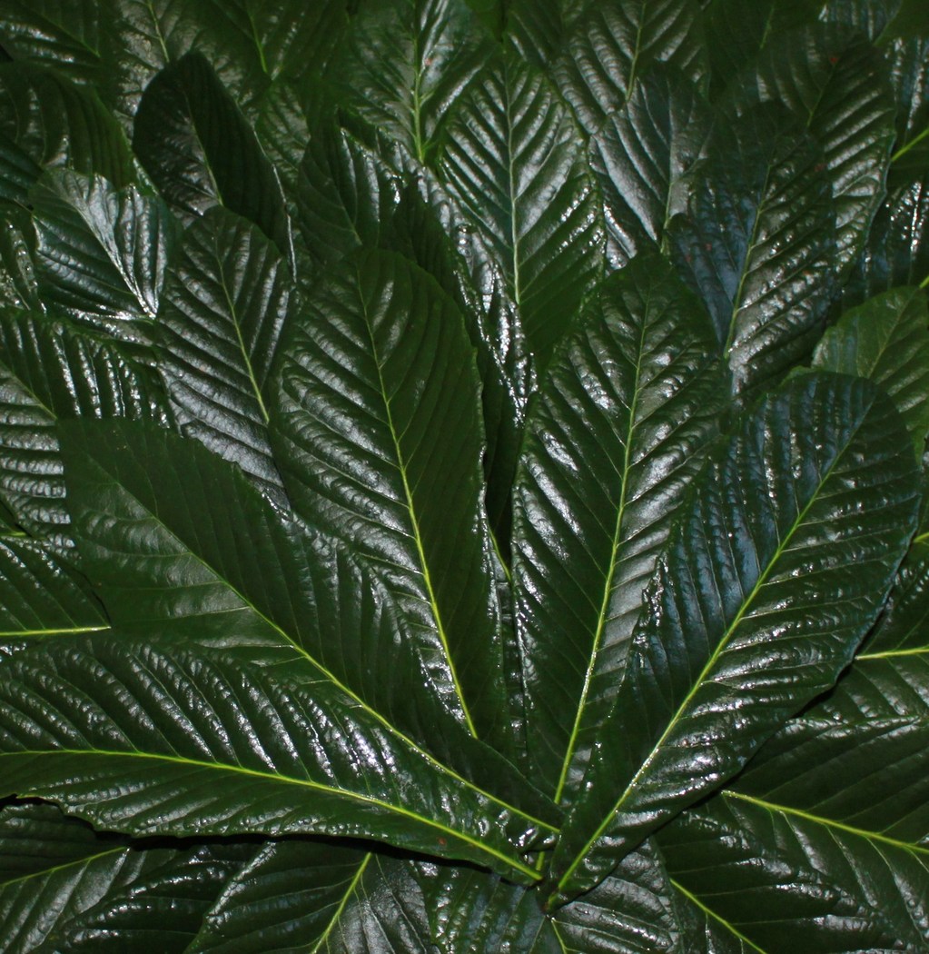 【有用植物コーナー】ビワの葉 お知らせ 瀬戸内海国立公園 五色台ビジターセンター