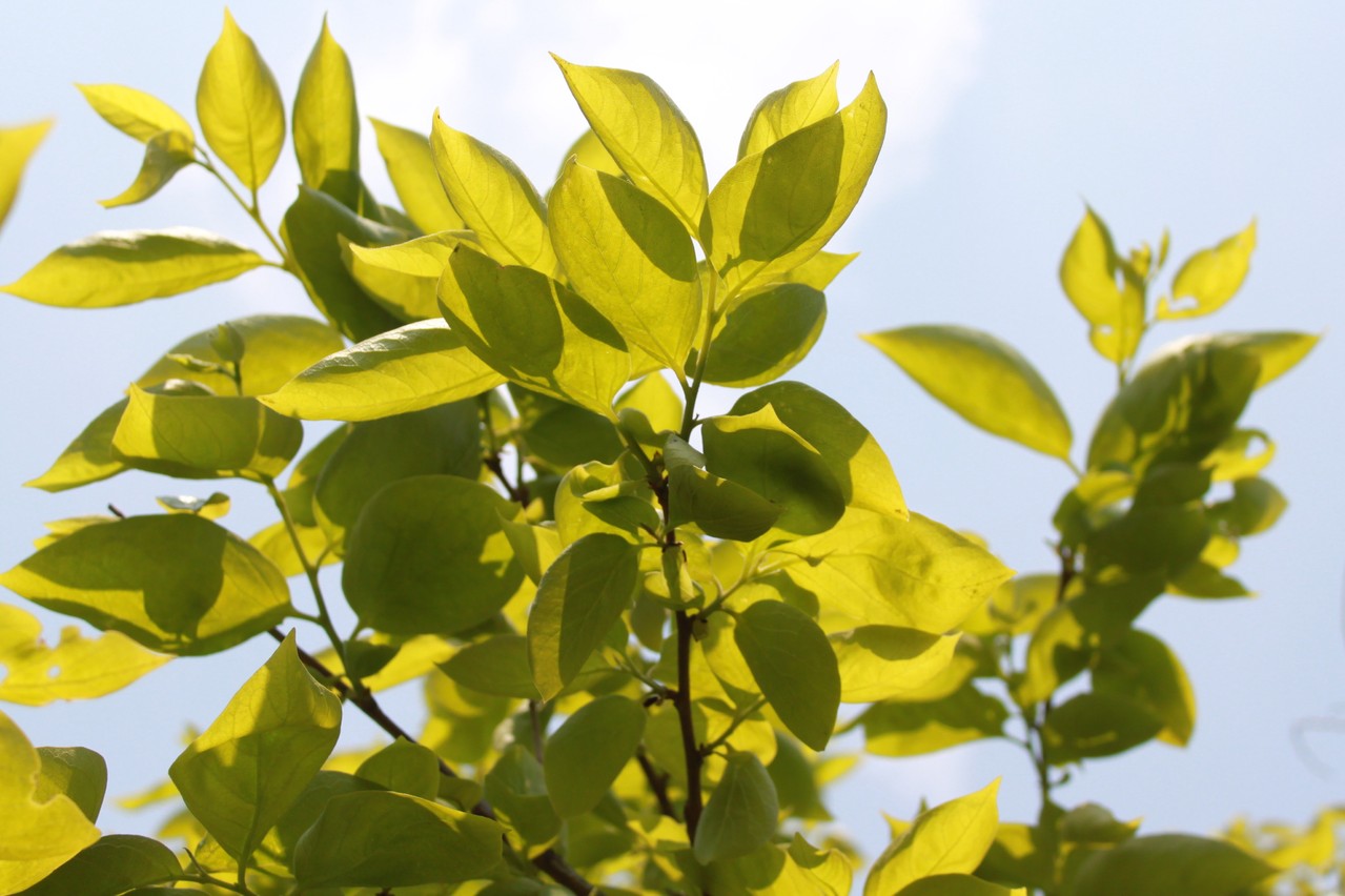 １０００枚　柿の葉　無農薬　メダカ亀越冬用　落ち葉アク抜き済み　無農薬 899906-3.jpg