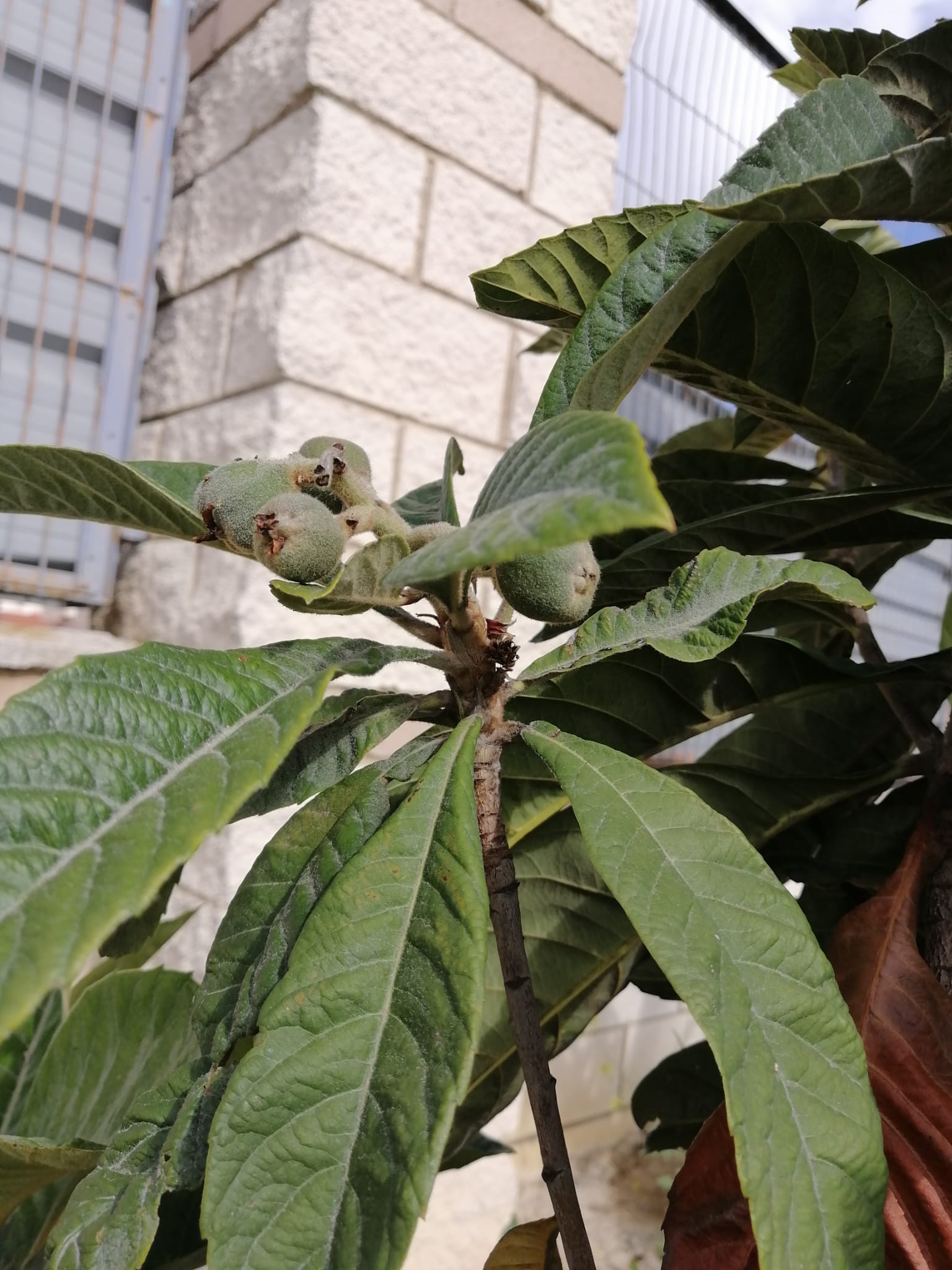 Our Orchard Ies Fernando Savater