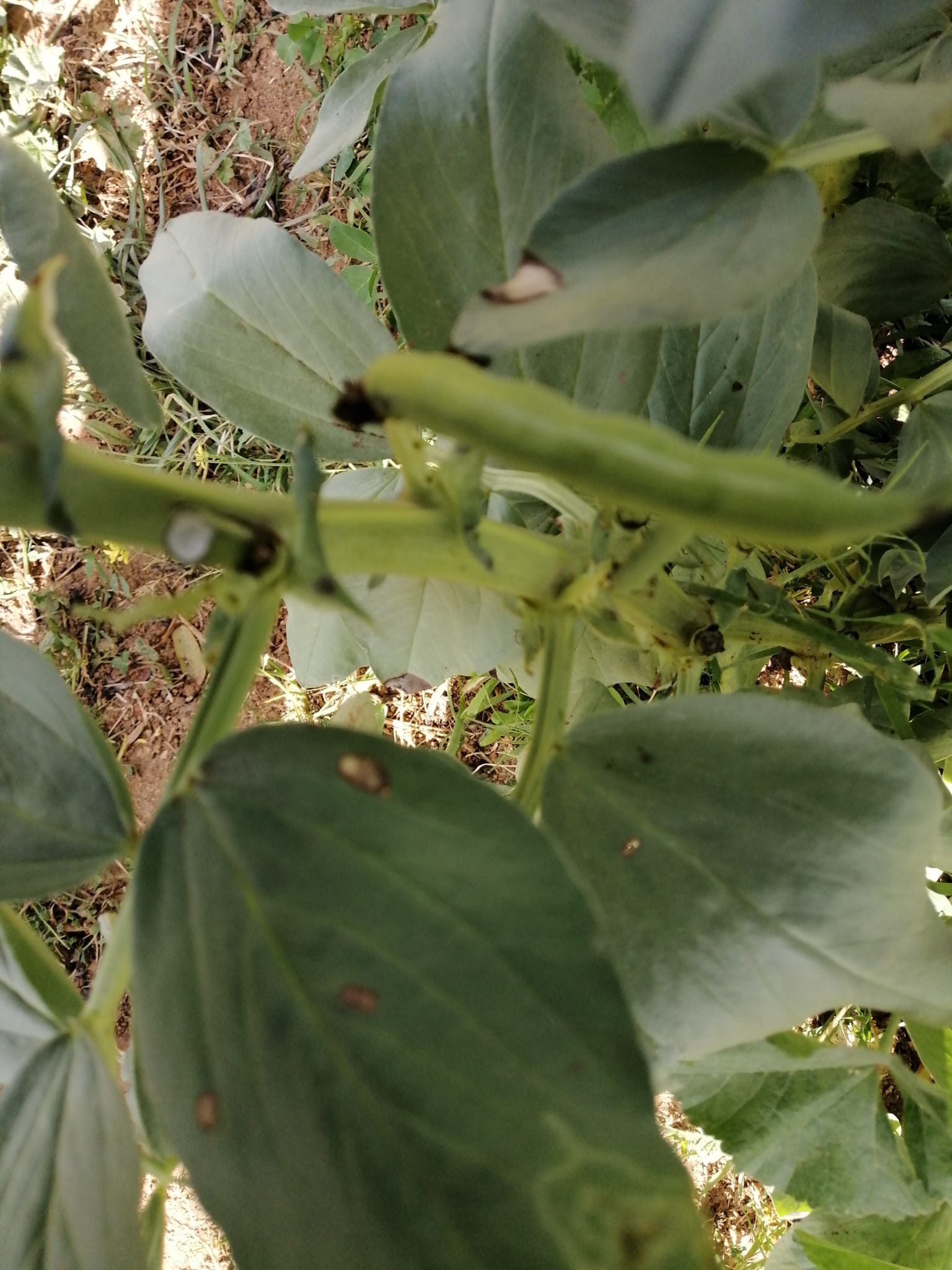 Our Orchard Ies Fernando Savater