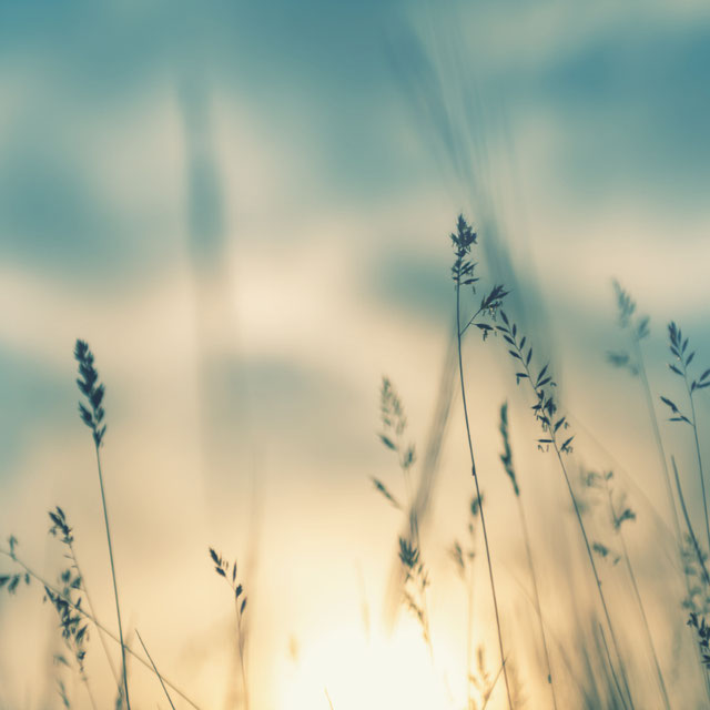 Coaching und Reiki Ausbildung