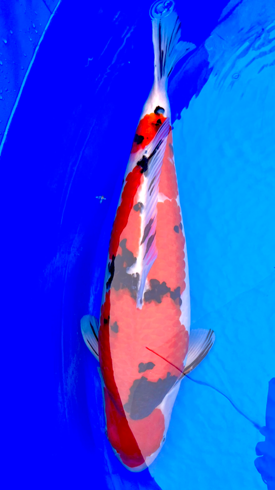 丹波錦鯉 - sakuragifishfarm ページ！