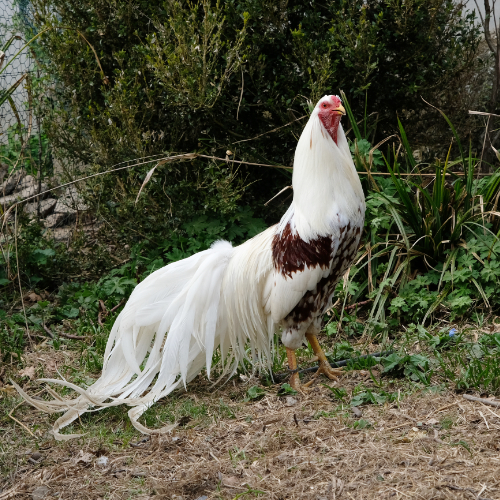 Yokohama, Hahn, Huhn, Rasse, Standard, Zucht, Weiß Rot_Yokohama_Pawlowskaja_Hühner_Zucht_Sumatra_Rasse