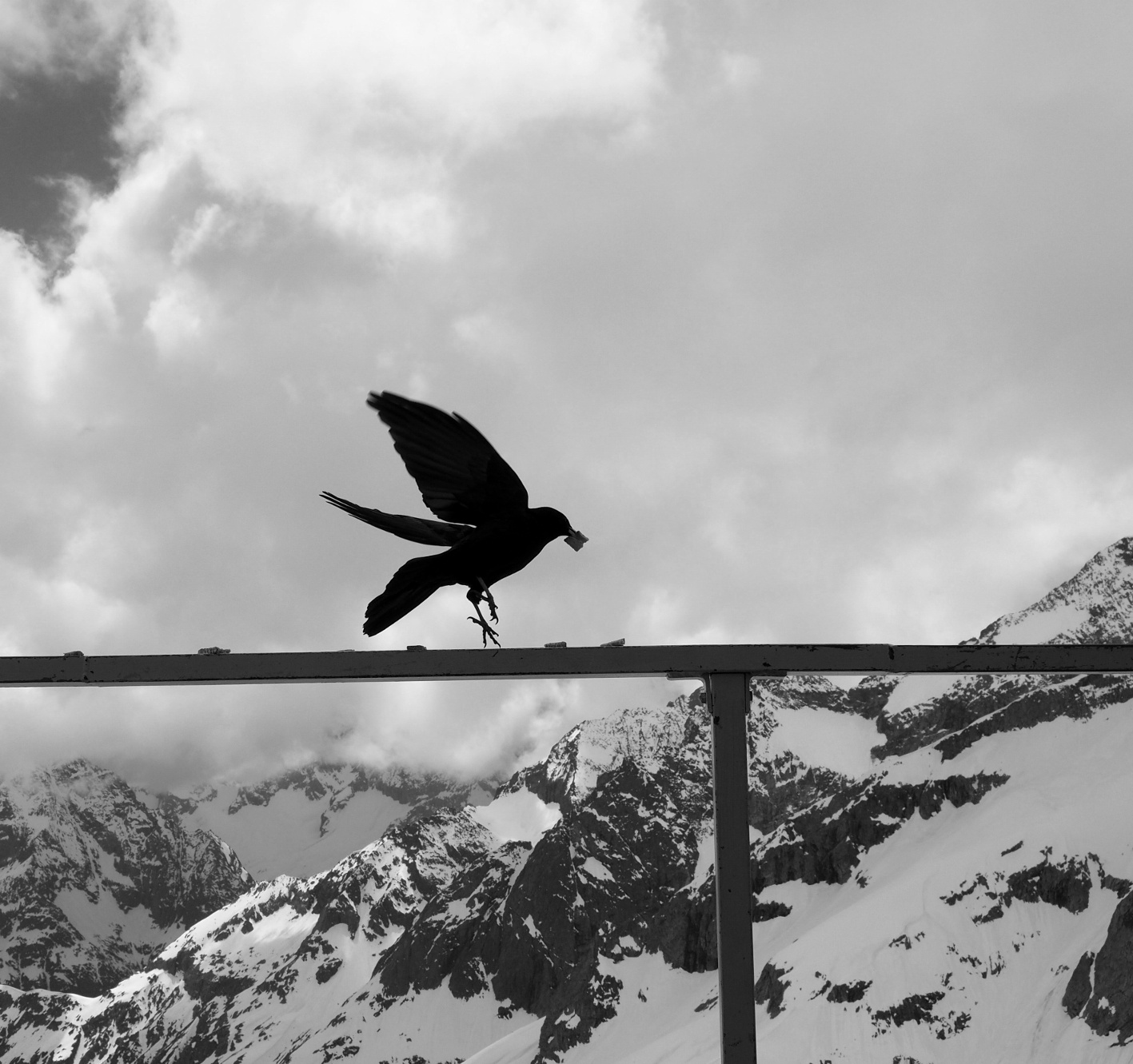 Et dans l'après midi les chocards viennent nous tenir compagnie sur la terrasse !