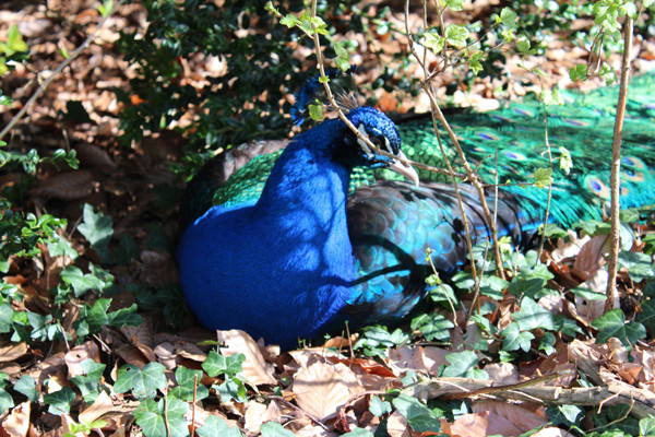 Ein Pfau sitzt im Wald unter Gebüsch auf der Pfaueninsel Berlin. Foto: Helga Karl