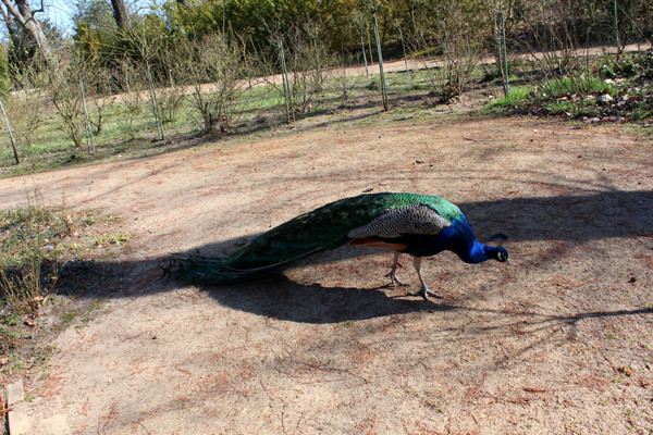 In Pfau geht im April im Rosengarten der Pfaueninsel. Foto: Helga Karl