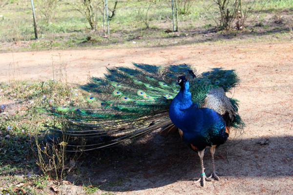 Ein Pfau spreizt seinen Federschwanz, Pfaueninsel Berlin-Zehlendorf. Foto: Helga Karl