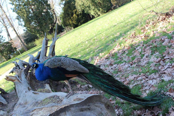 Ein Pfau steht auf einem liegenden Baumstamm, Weltkulturerbe Pfaueninsel Berlin. Foto: Helga Karl