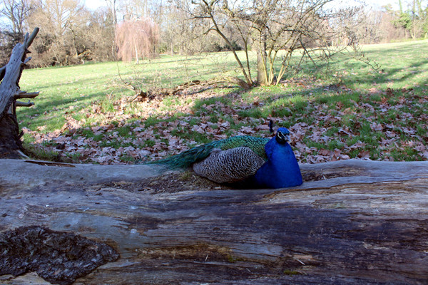 Ein Pfau sitzt auf liegendem Baumstamm auf der Pfaueninsel. Foto: Helga Karl