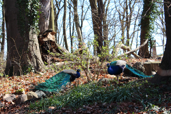 Zwei Pfauen im Wald. Pfaueninsel Berlin. Foto: Helga Karl