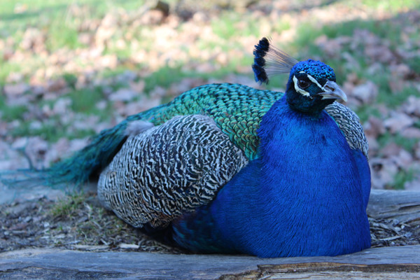 Pfau sitzt auf einem liegenden Baumstamm. Pfaueninsel. Foto: Helga Karl
