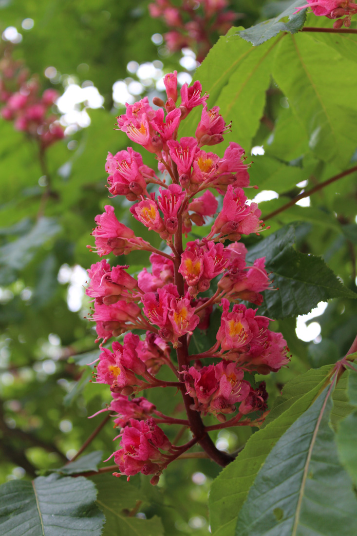 Rote Kastanienblüte im Großen Tiergarten