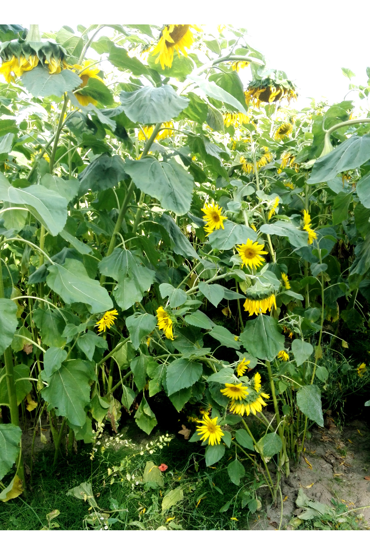 Botanischer Volkspark Blankenfelde Www Knberlin De