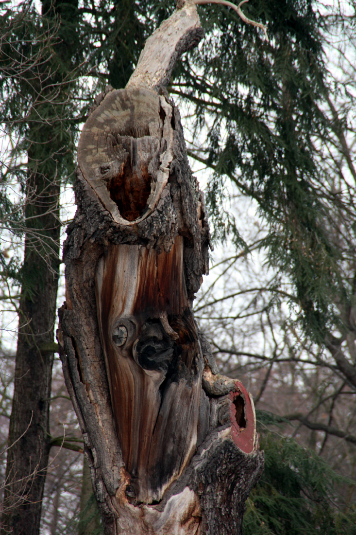 Baumstamm mit Hohlraum im Winter Schlossgarten Charlottenburg. Foto: Helga Karl