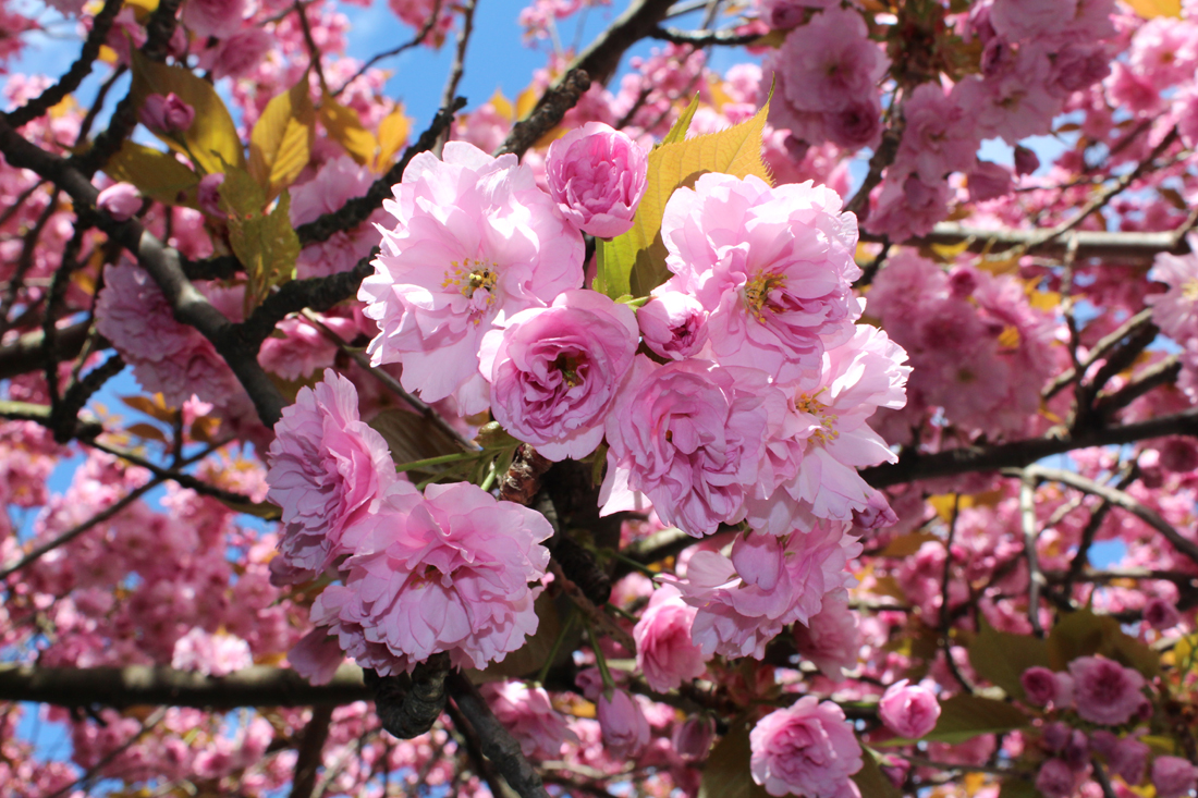 Japanische Kirschblüte in Berlin www.KNBerlin.de