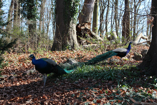 Zwei Pfauen im Wald Anfang April auf der Pfaueninsel. Foto: Helga Karl