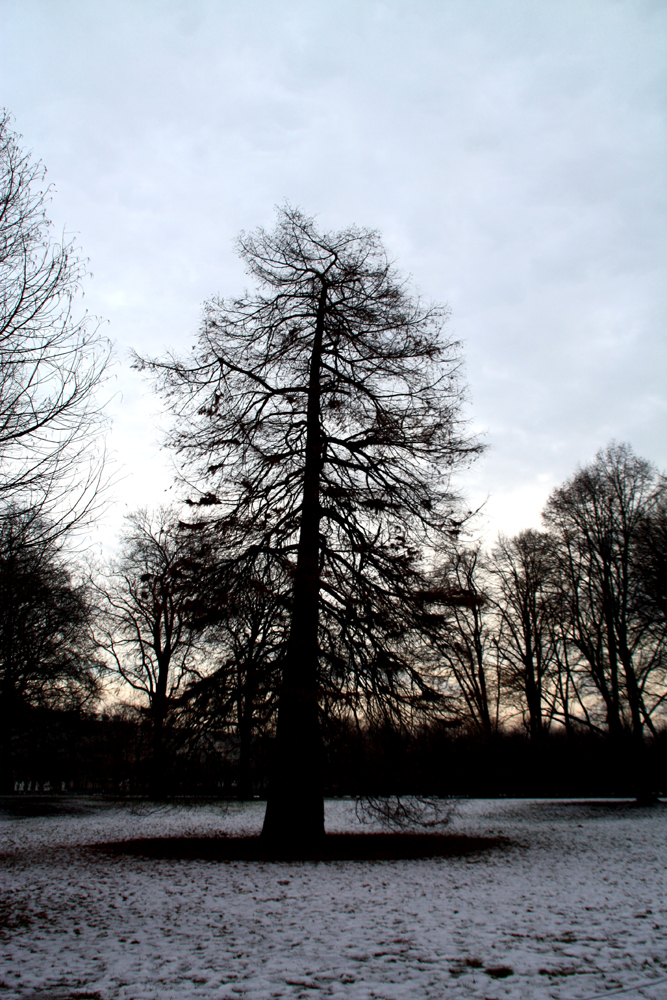 Kahler Baum im Schlossgarten Charlottenburg. Foto: Helga Karl