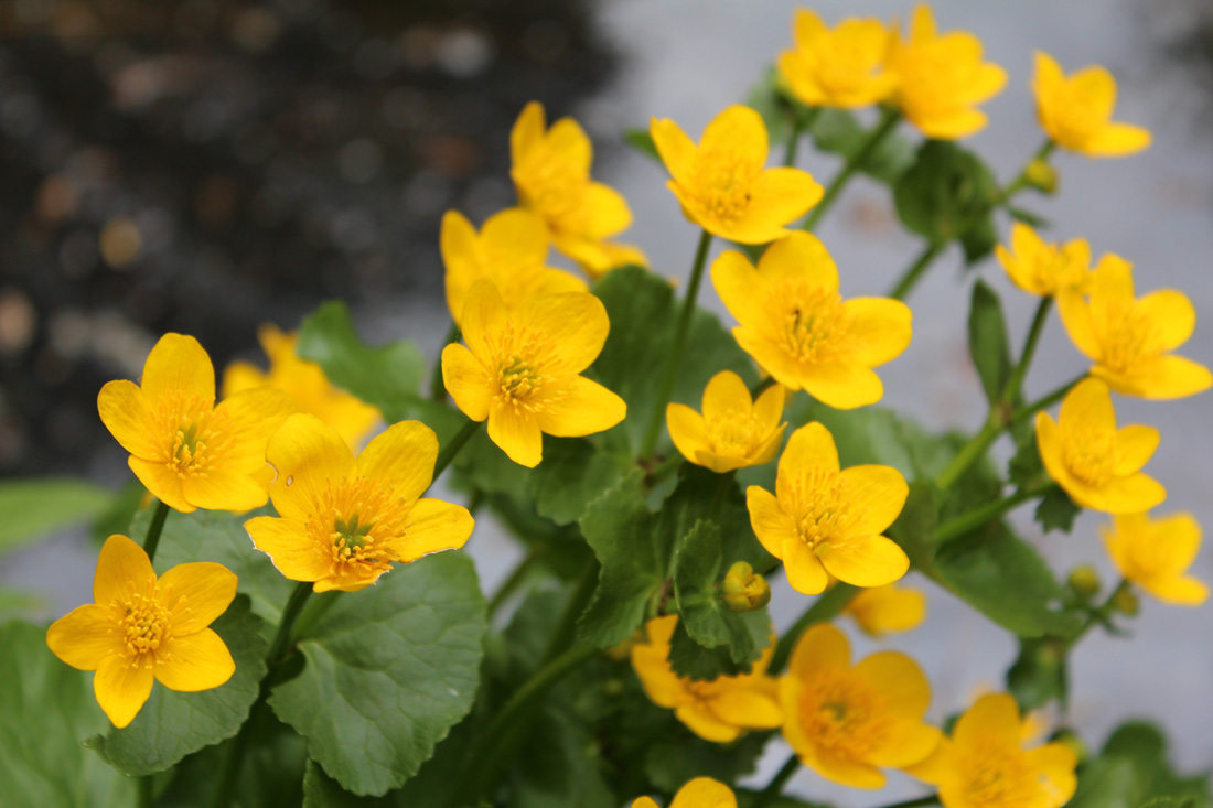 Sumpfdotterblumen im Großen Tiergarten