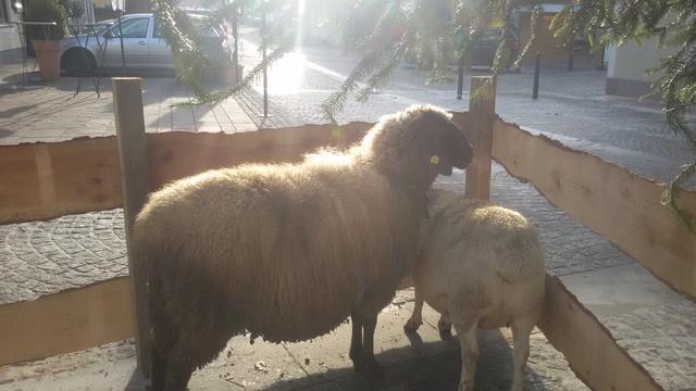 Advent am Dorfplatz - Streichelzoo 